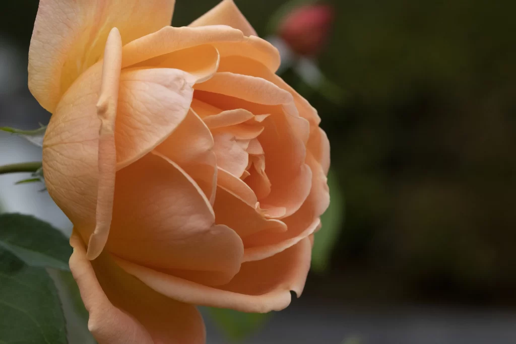Rose Peach Pink Green gray Leaf
