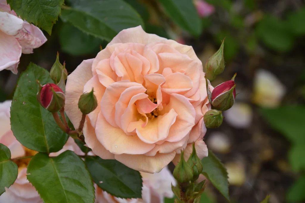 Rose Peach Pink Green gray Leaf