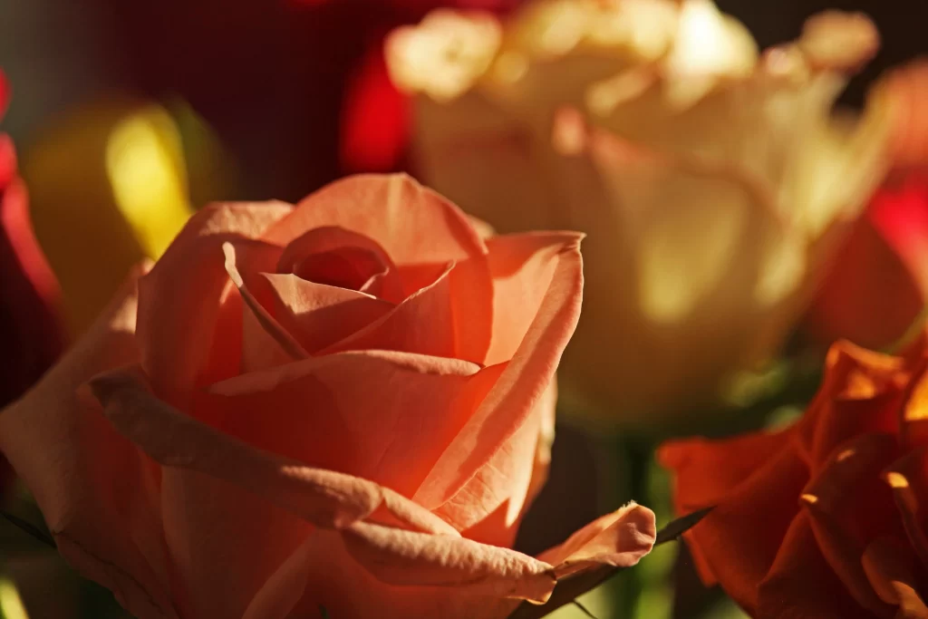 Rose Peach Pink Yellow Red