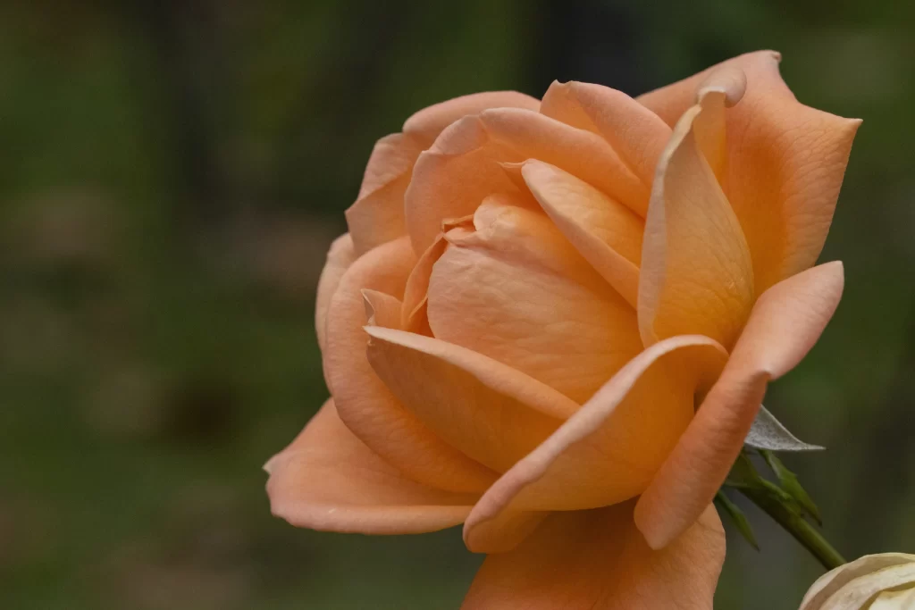 Rose Peach warm Green