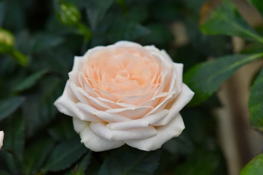 Rose Peach White Green gray Leaf