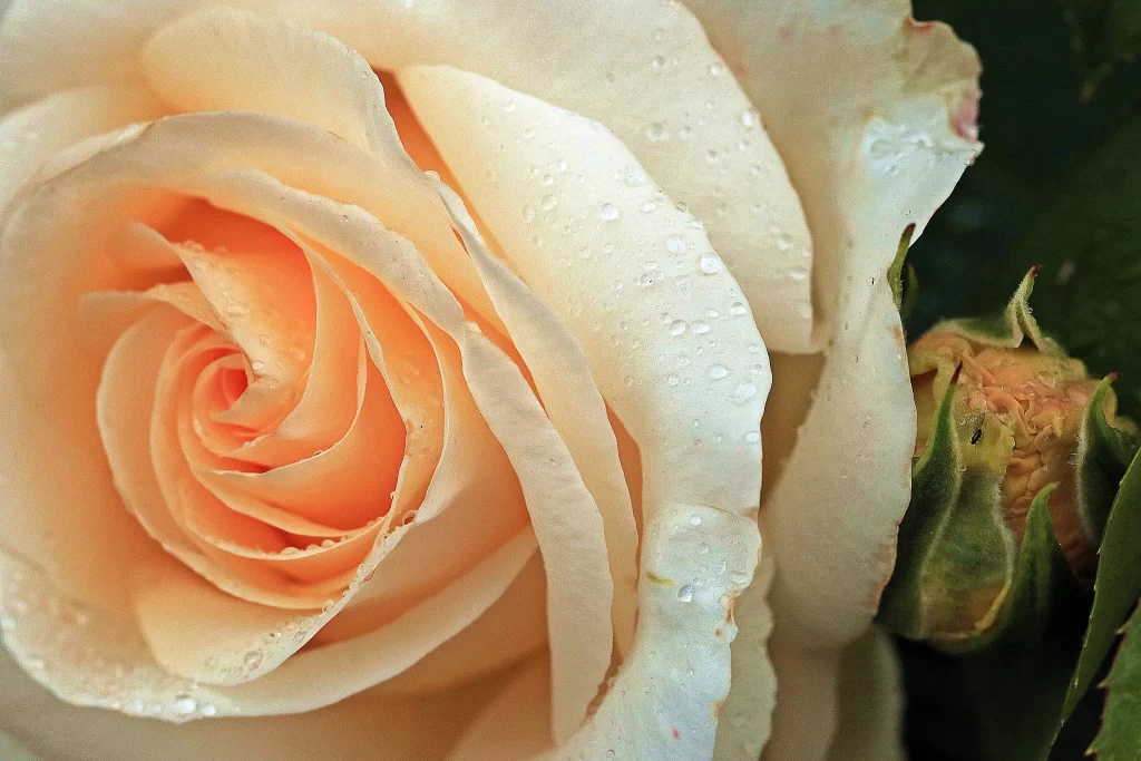 Rose Peach White Petals Green Leaves Dewdrops