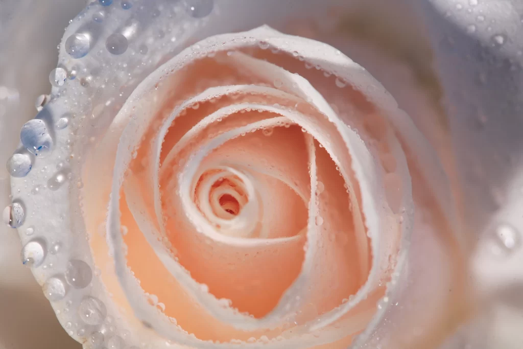 Rose Petal Pink White Dewdrops Close-Up
