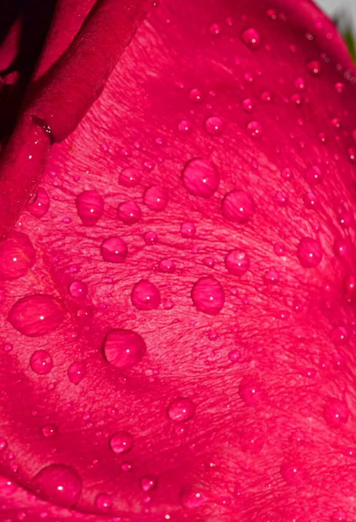Rose Petals Red Pink Dewdrops