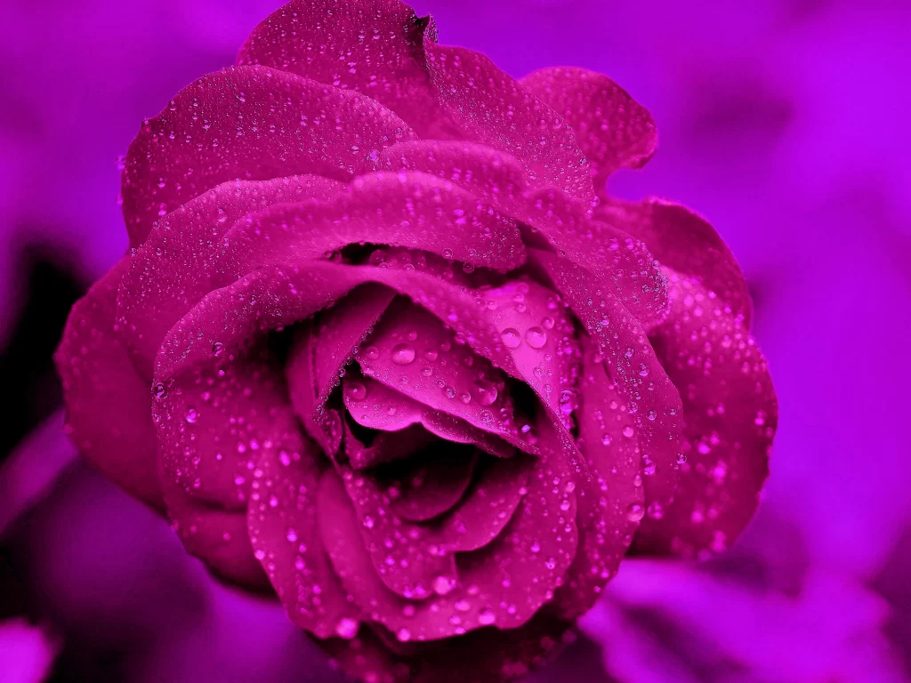 Rose Pink Dewdrops Purple Background