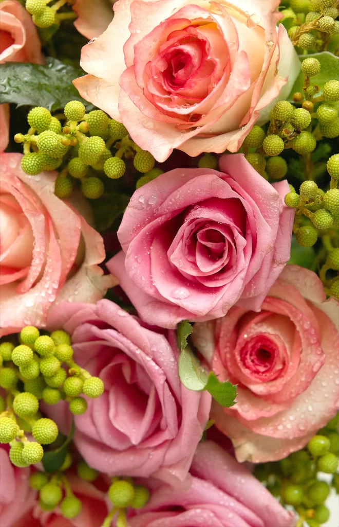 Rose Pink Green Bud