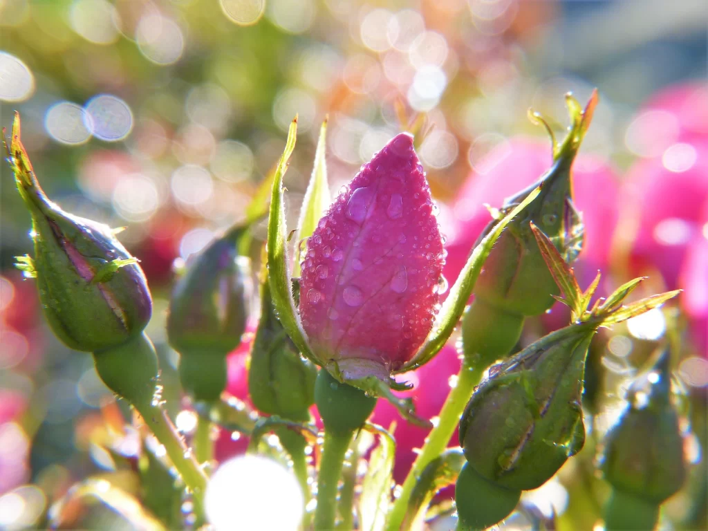 Rose Pink Green Dewdrops Sunlight