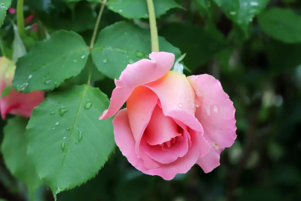 Rose Pink Green Leaf gray Dewdrops