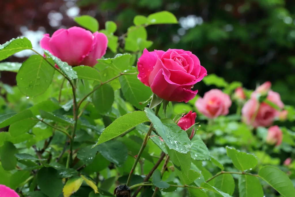 Rose Pink Green Leaf warm Dewdrops