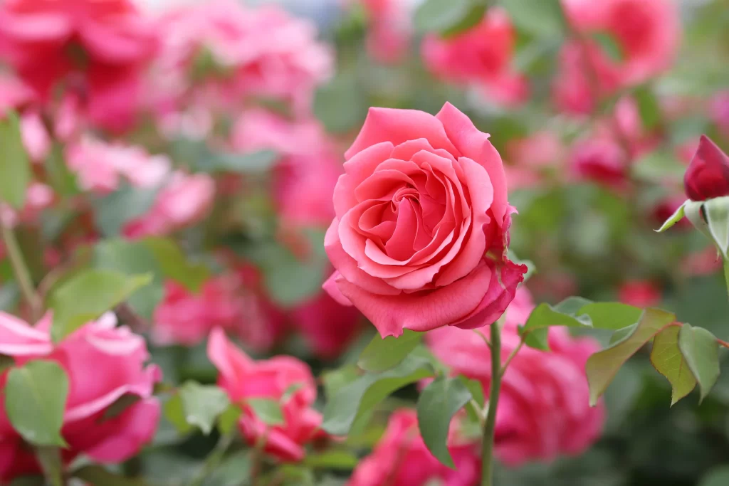 Rose Pink Green warm Leaf