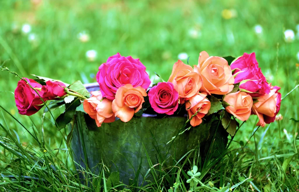 Rose Pink Orange Green Grass