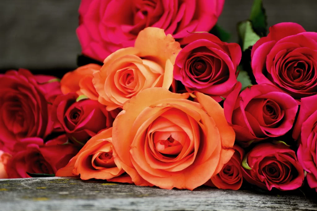 Rose Pink Orange Petals Green Leaves