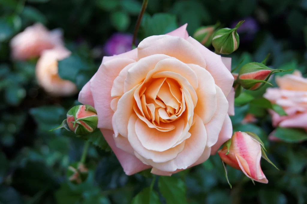Rose Pink Peach Green Leaf
