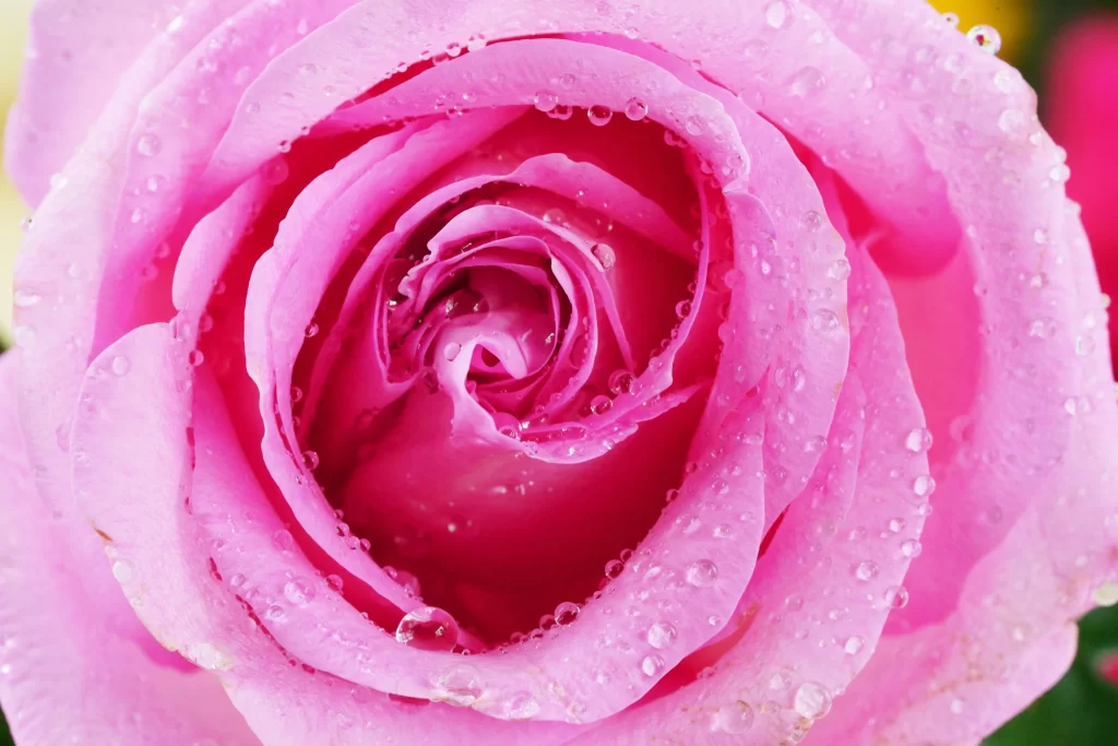 Rose Pink Petals Dew Drops