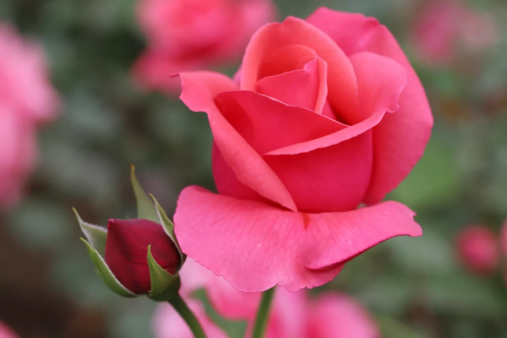 Rose Pink Petals Green Bud