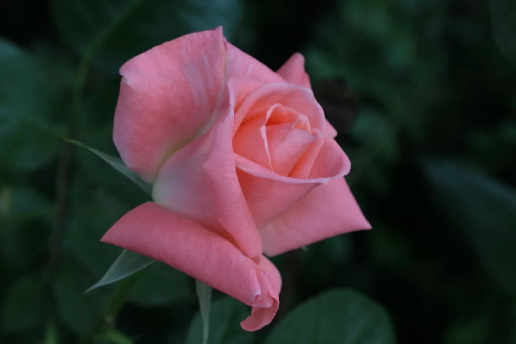 Rose Pink Petals Green dark Leaves