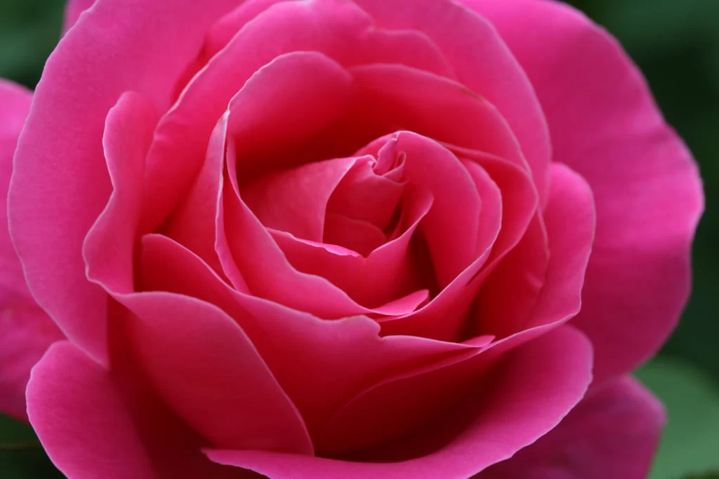 Rose Pink Petals Green Foliage