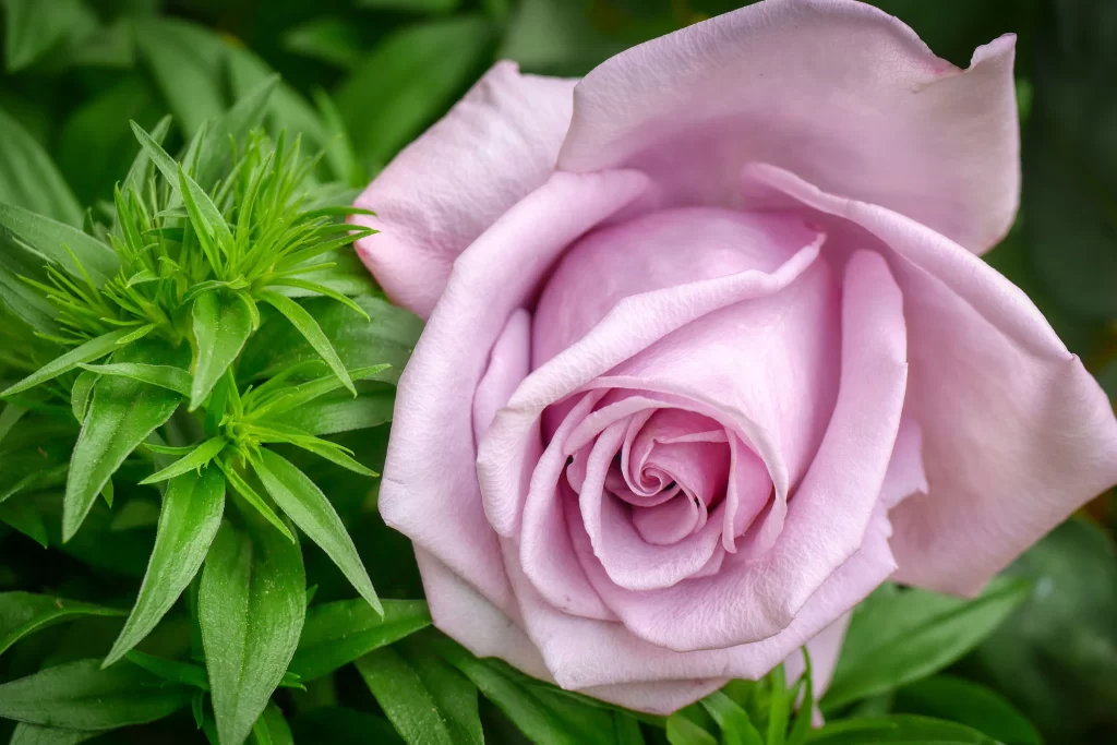 Rose Pink Petals Green gray Leaves