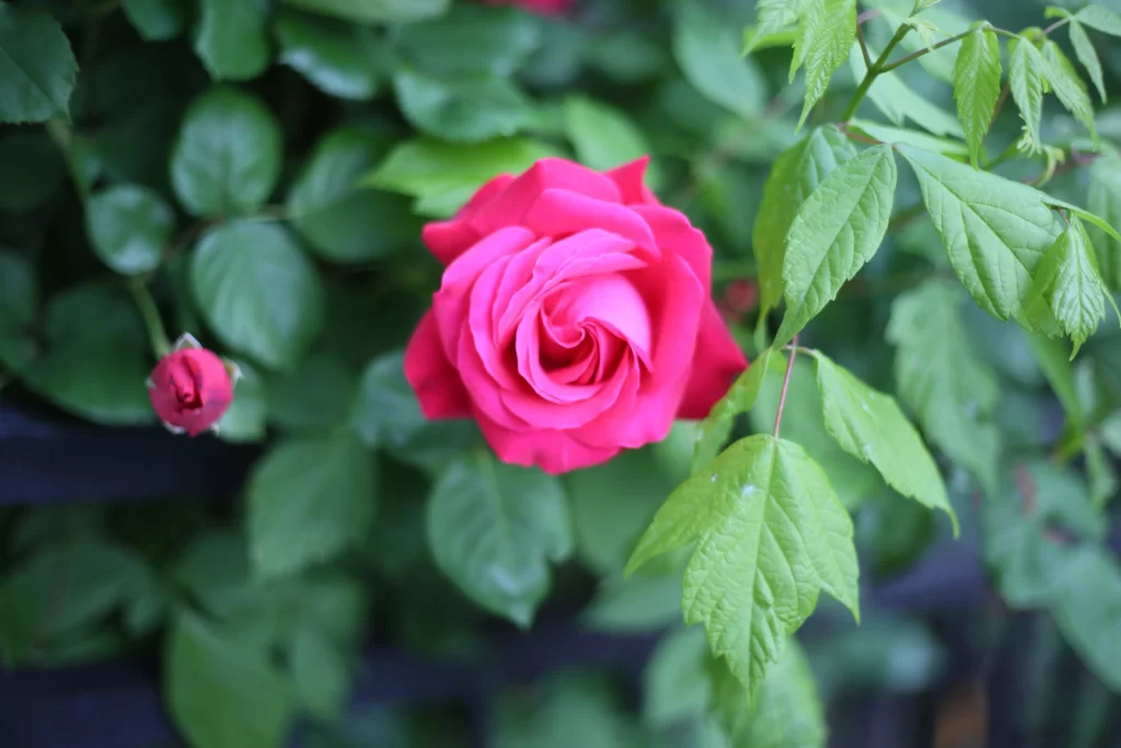 Rose Pink Petals Green gray Leaves