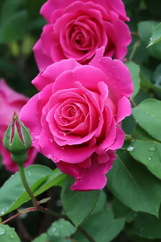 Rose Pink Petals Green Leaves warm Dewdrops