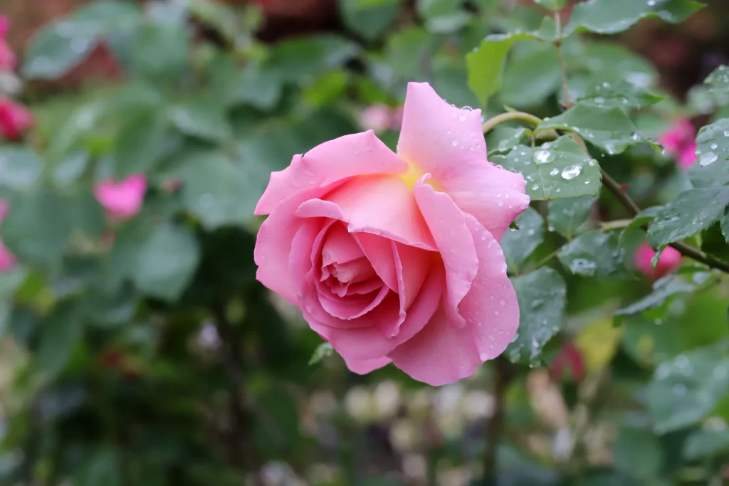 Rose Pink Petals Green Leaves gray Dewdrops