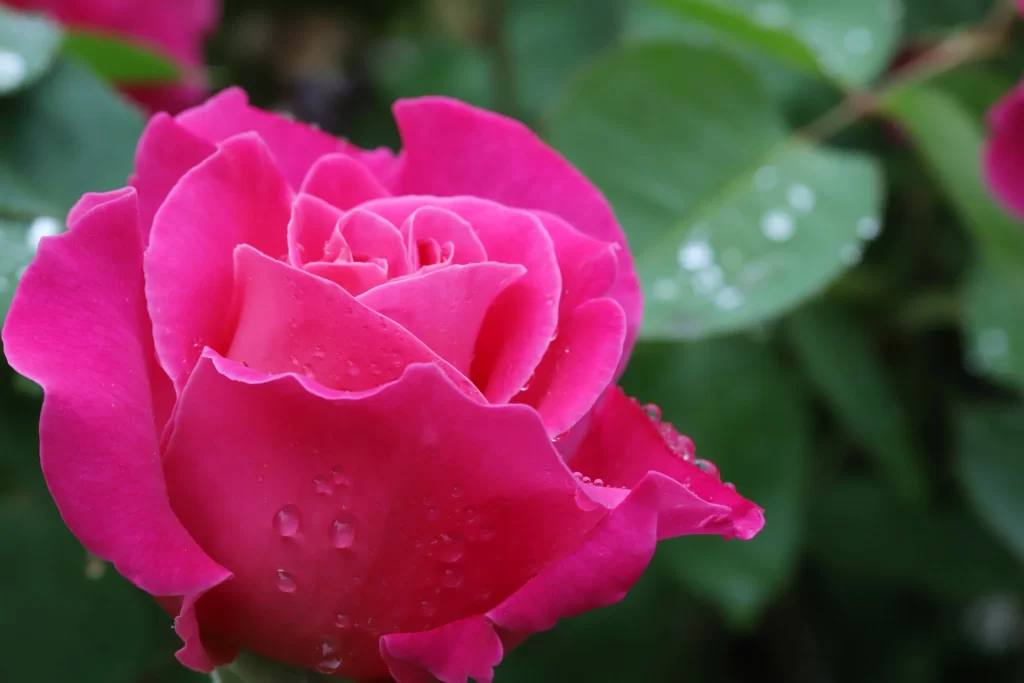 Rose Pink Petals Green Leaves warm Dewdrops