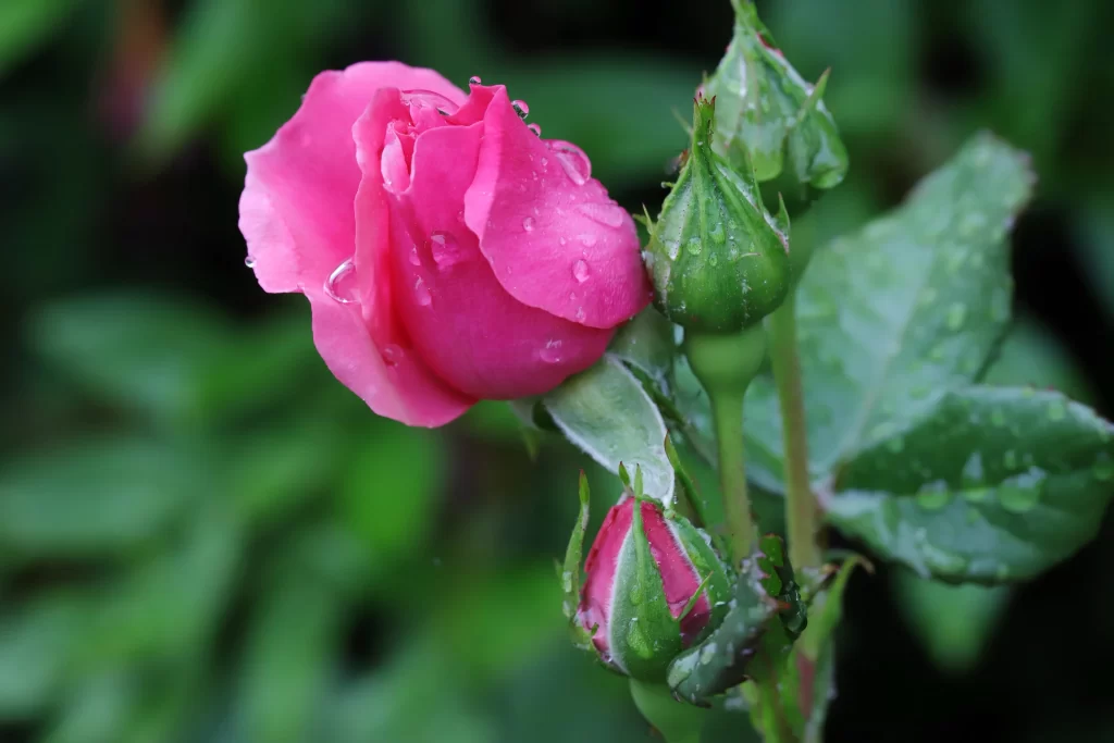 Rose Pink Petals Green Leaves gray Dewdrops