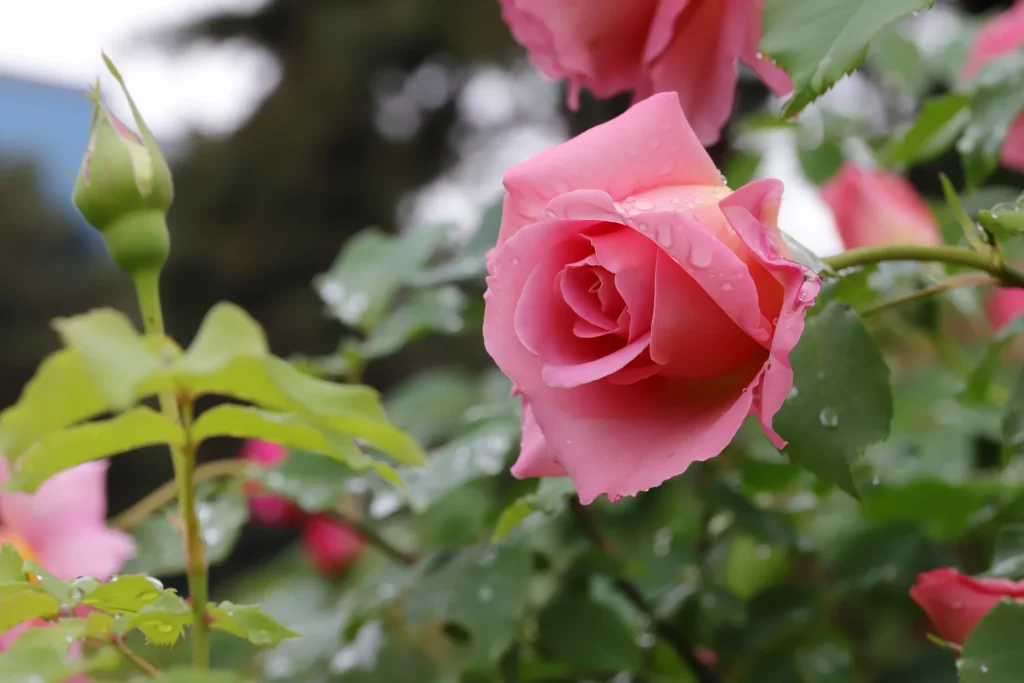 Rose Pink Petals Green Leaves gray Dewdrops
