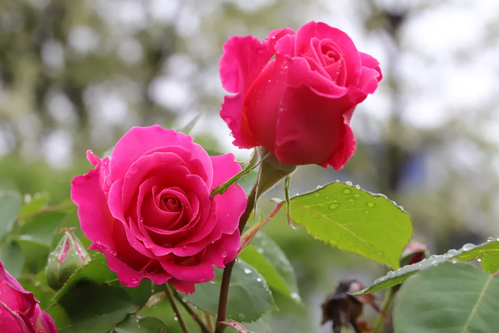 Rose Pink Petals Green Leaves Dewdrops Nature