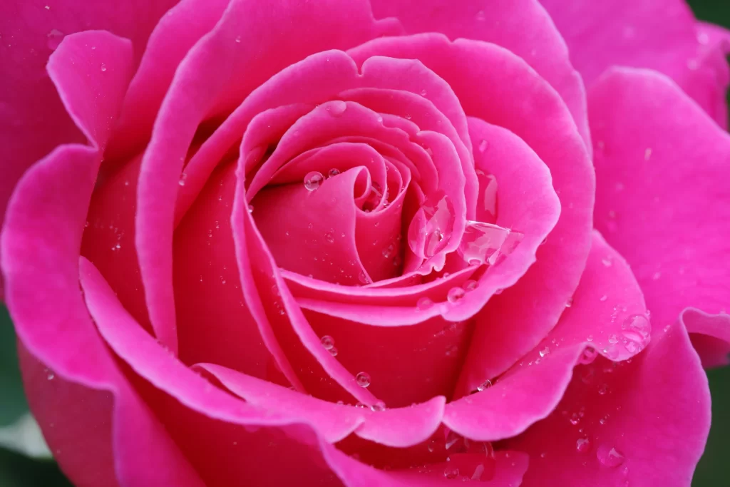Rose Pink Petals Green Leaf