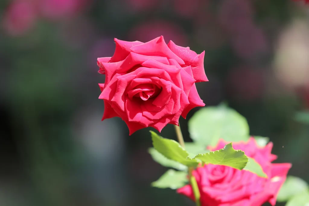 Rose Pink Petals Green Leaves Blurred gray Background