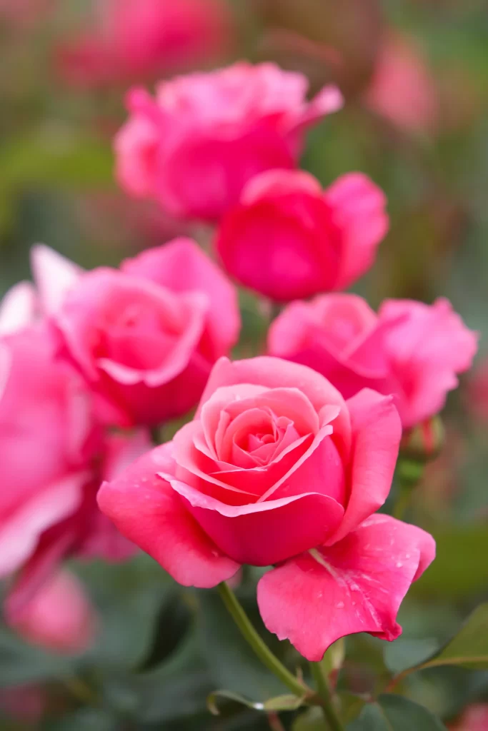 Rose Pink Petals Green Leaves warm Garden