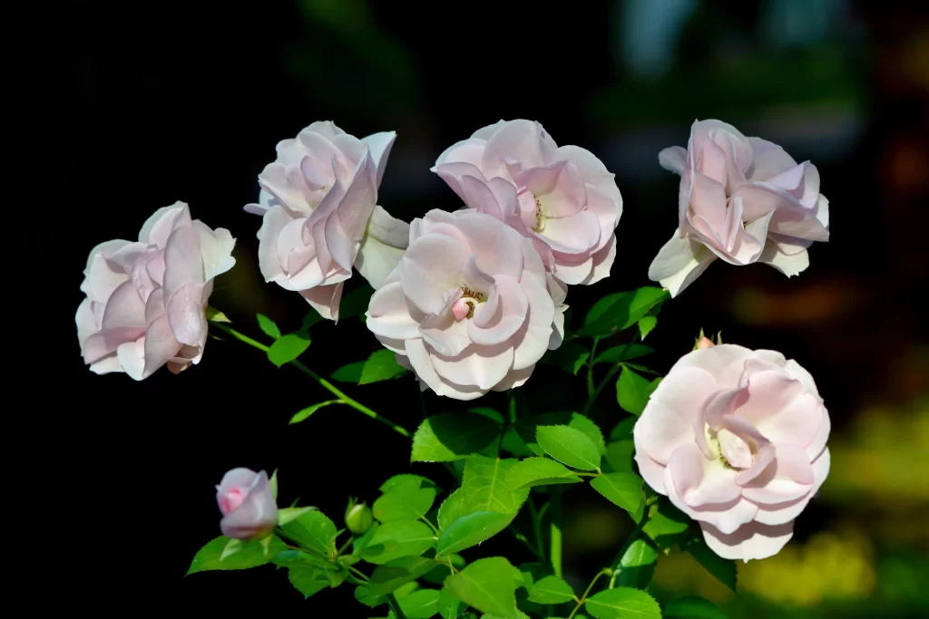 Rose Pink Petals Green Leaves Dark Background