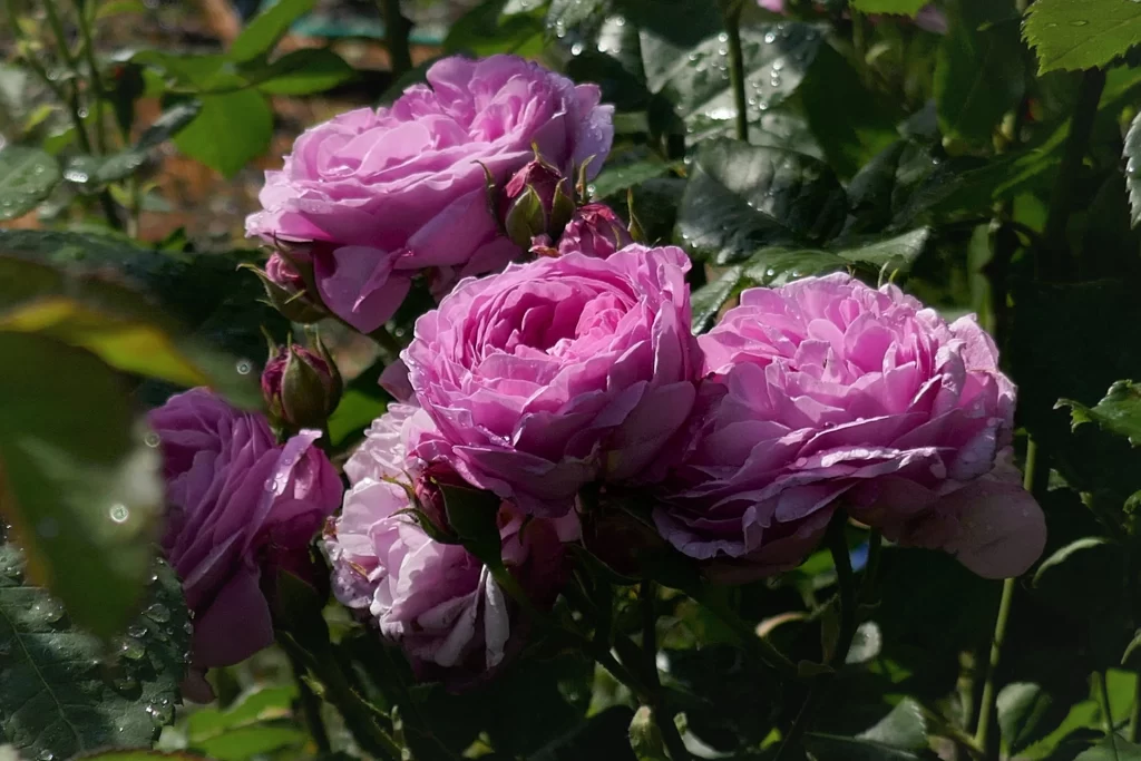 Rose Pink Petals Green Leaves gray Dewdrops