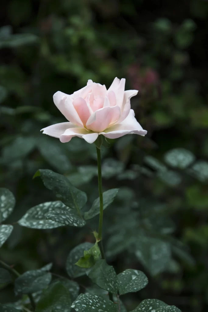 Rose Pink Petals Green Leaves dark Garden