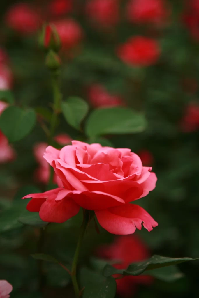 Rose Pink Petals Green Leaves Blurred gray Background