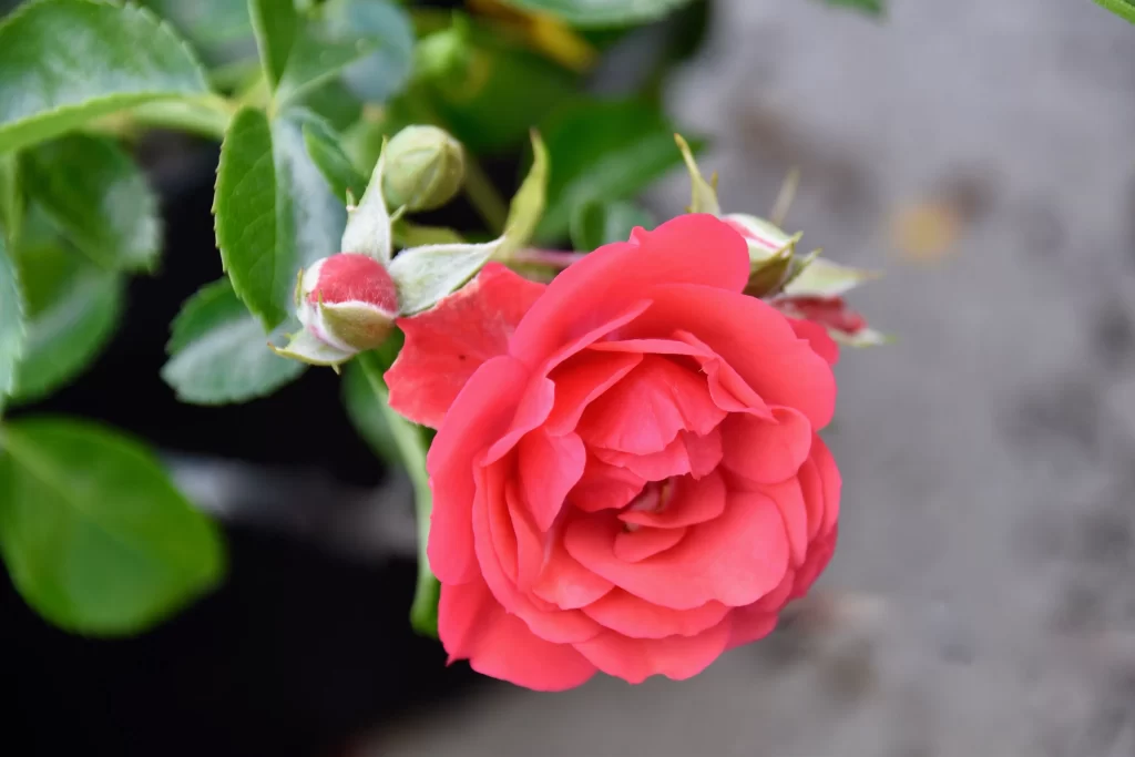 Rose Pink Petals Green Leaves gray Bud