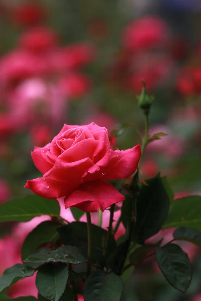 Rose Pink Petals Green Leaves warm Garden