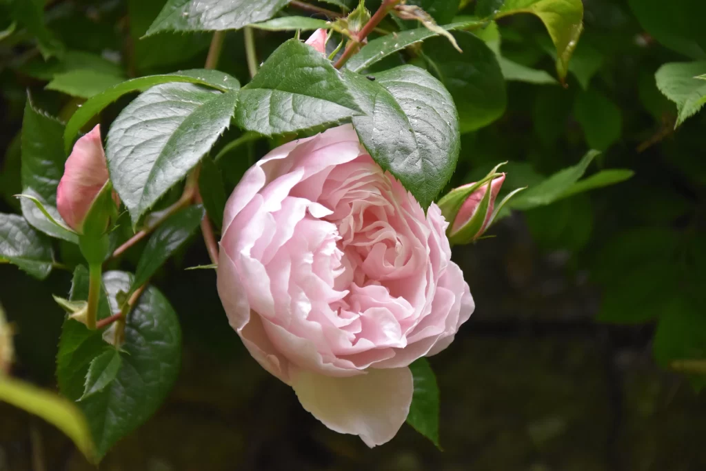 Rose Pink Petals Green Leaves gray Bud