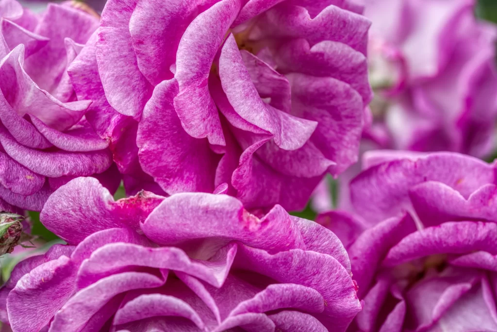 Rose Pink Petals Green purple Stem