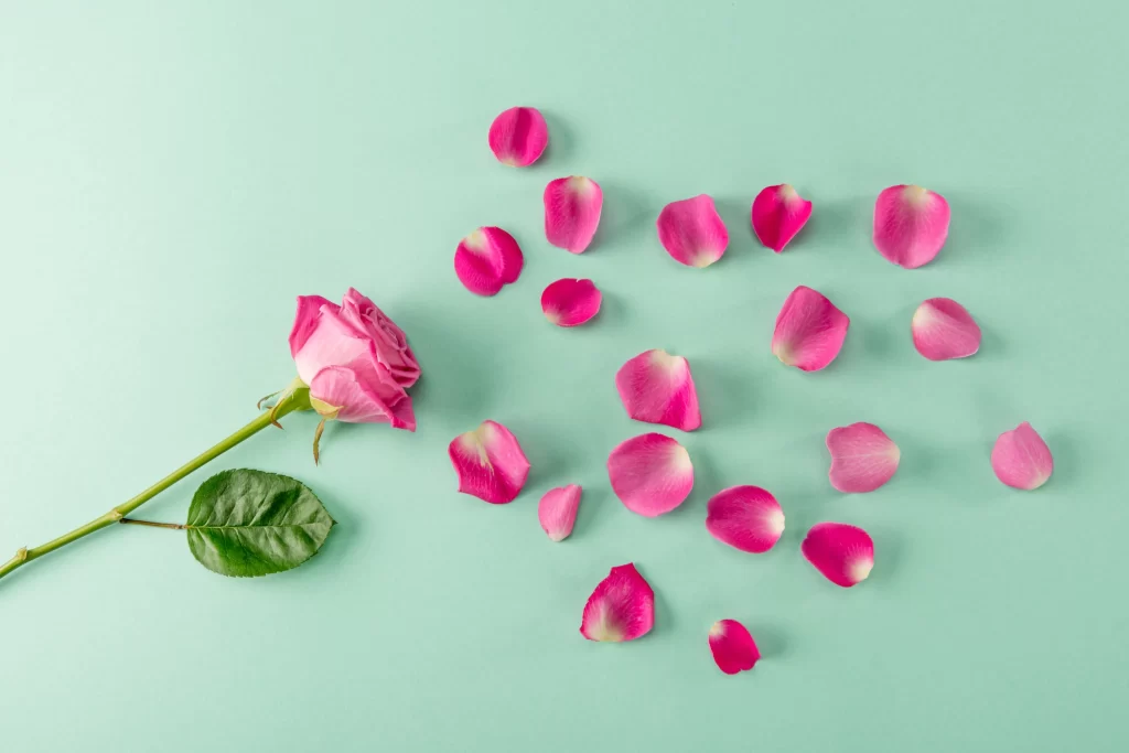 Rose Pink Petals Green Stem Leaf Light Green Background