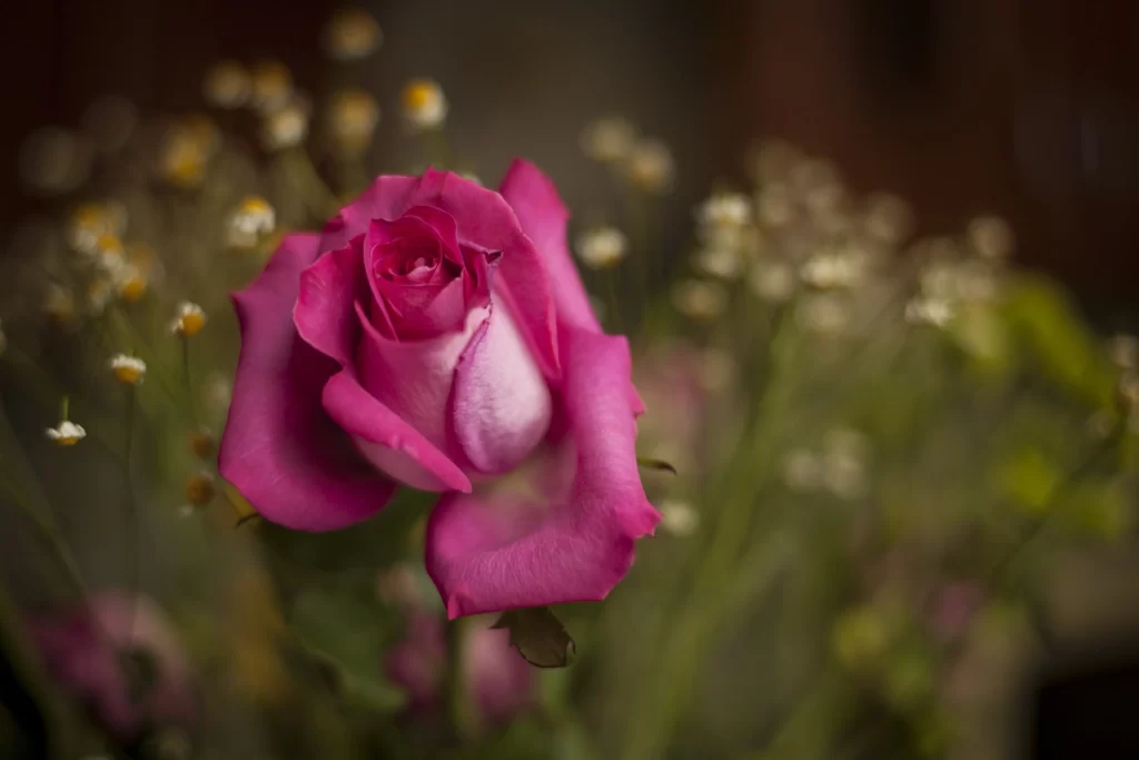 Rose Pink Petals Green Stem Brown Background