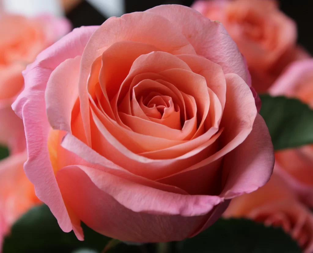 Rose Pink Petals Green warm Leaves