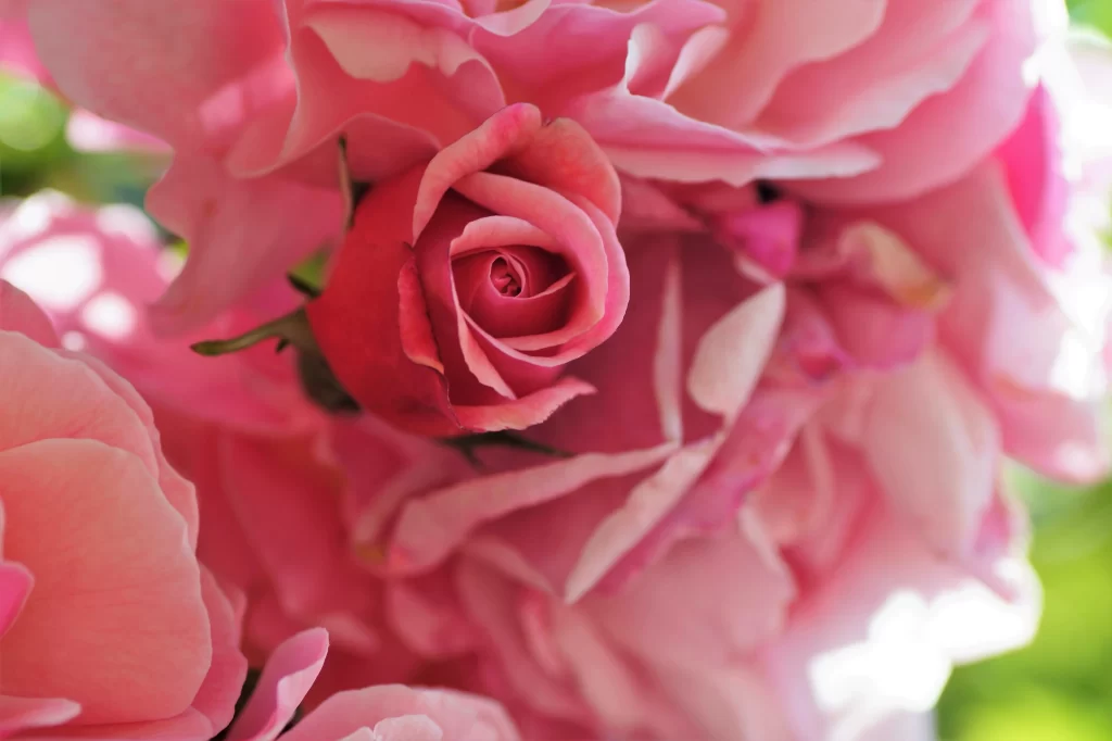 Rose Pink Petals Green warm Stem