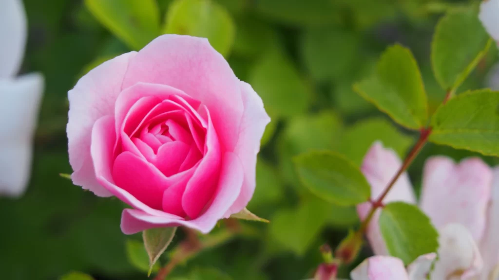 Rose Pink Petals Green warm Leaves