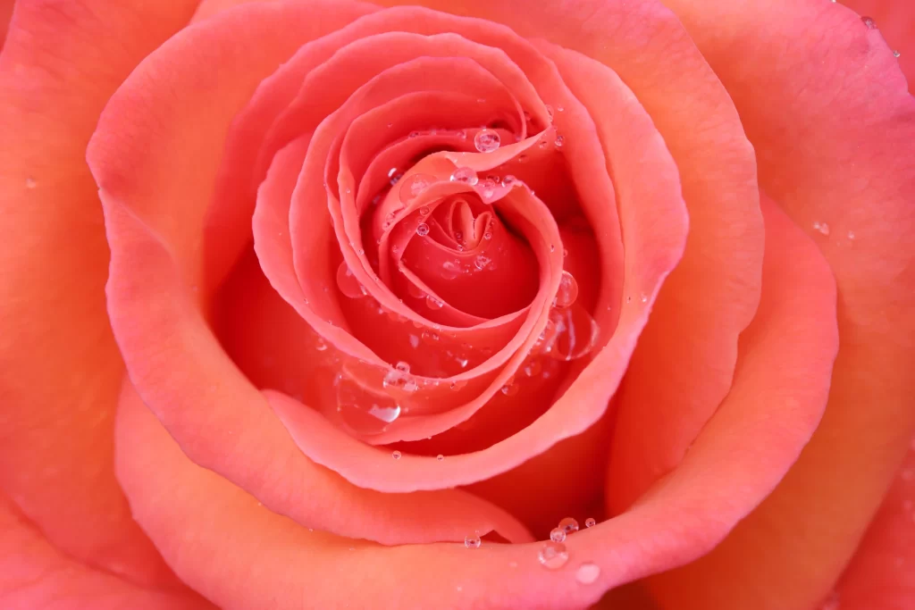 Rose Pink Petals Red Center Dew Drops