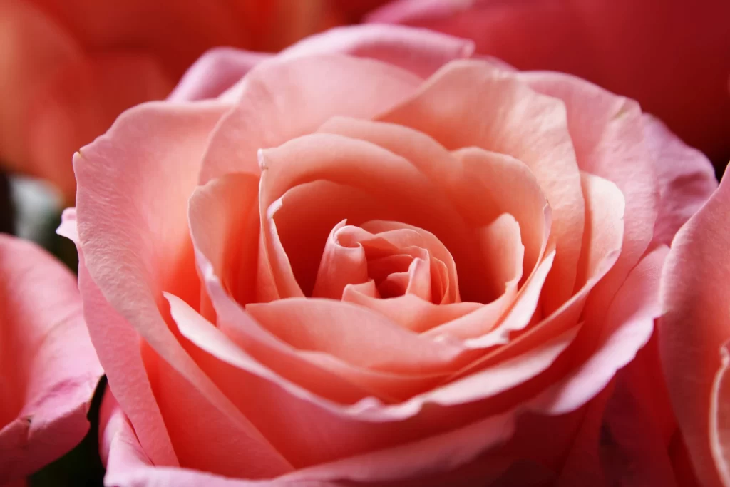 Rose Pink Petals Red Hue Bloom