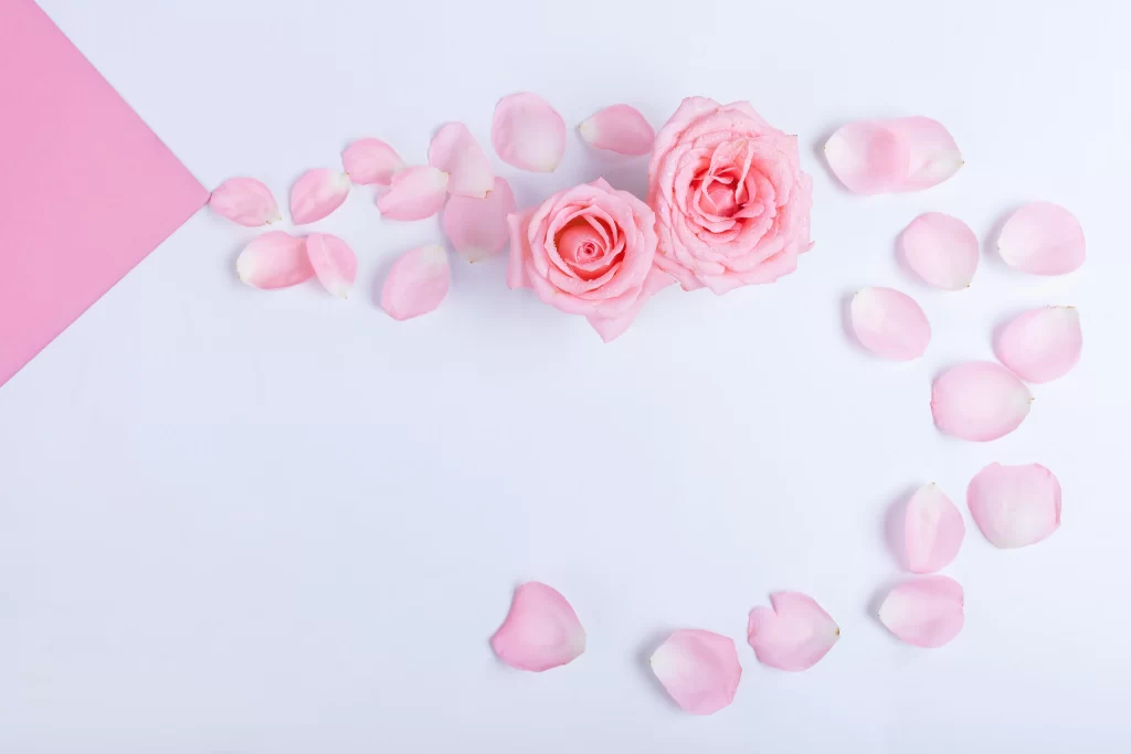 Rose Pink Petals White Background