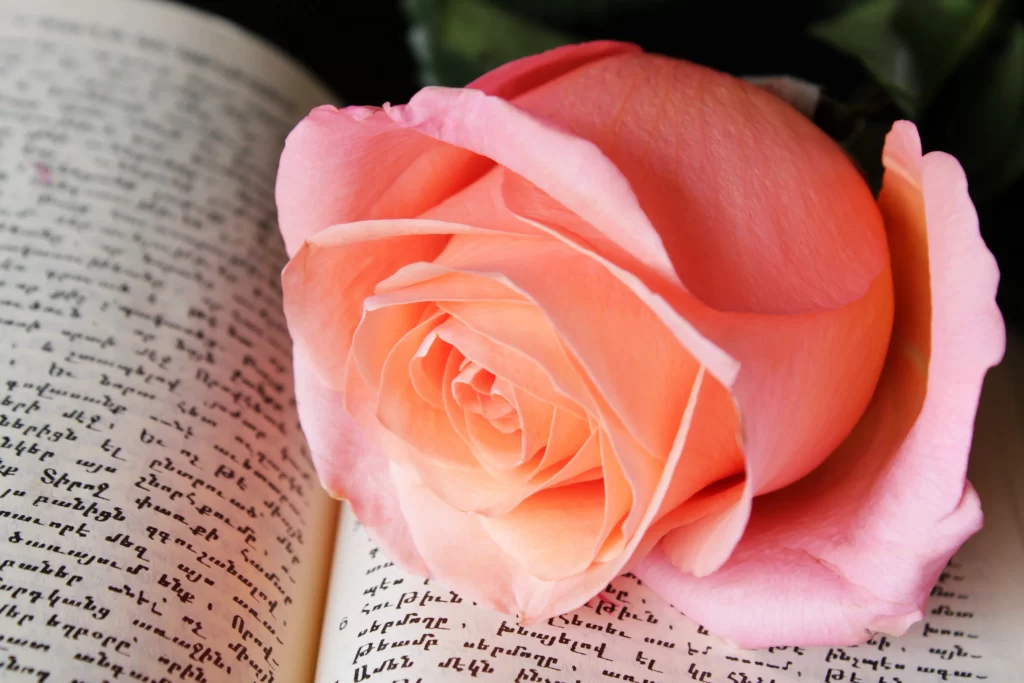 Rose Pink Petals White Book