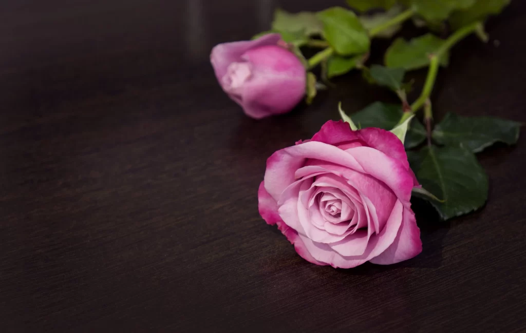 Rose Pink Purple Green Leaf Dark Background